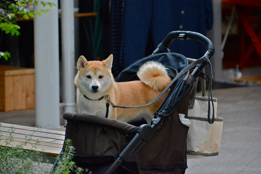 ［学生の作文］日本でびっくりしたこと